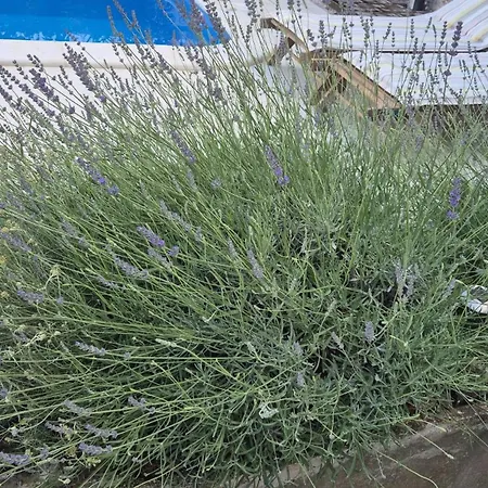 Prázdninový dům Bonvivan House *